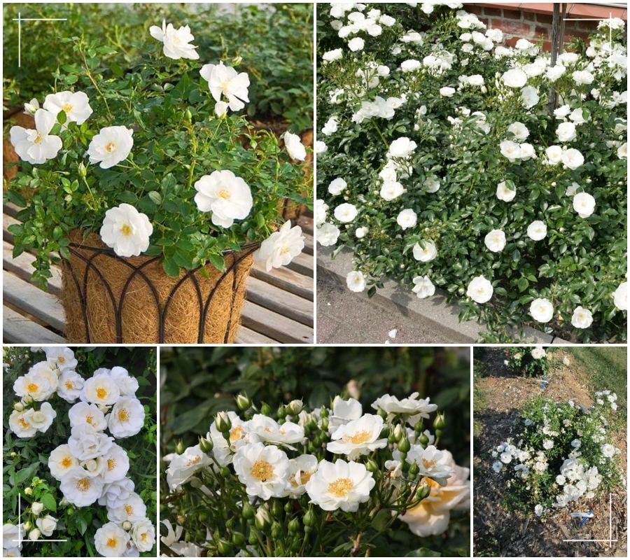 Innocencia róża okrywowa